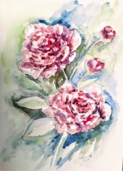 Piwonie A4