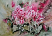 Cyclamen
