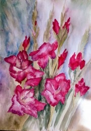 Mieczyki purpurowe A3