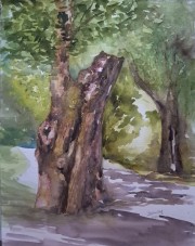 Old-tree