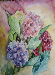 Hortensje /A3