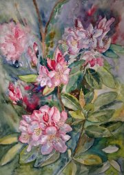 Rododendrony