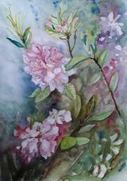 Rododendrony1