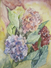 Hortensje/A3
