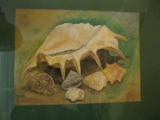 Muszle/24*32