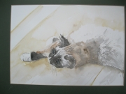 Tia/ 24*32