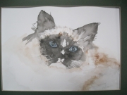 Tia/ 24*32