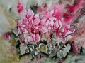 Cyclamen