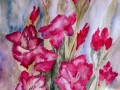 Mieczyki purpurowe A3