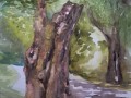 Old-tree