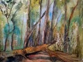 Pomeranian-forest