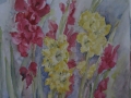 Gladiole/A3