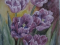 Pierzaste tulipany/A3