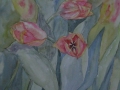 Studium tulipana/A3
