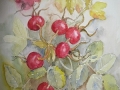Rosa rugosa