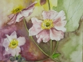 Anemony jesienne