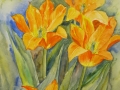 Pomarańczowe tulipany/A3