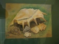 Muszle/24*32