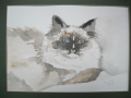 Tia/ 24*32