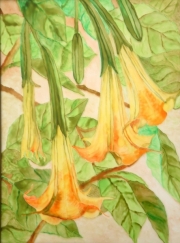 Datura