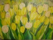 Żółte tulipany/70*50