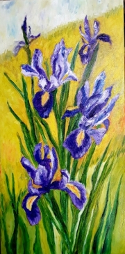 Irysy syberyjskie 30*60