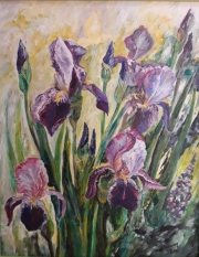 Irysy 40×50