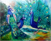 Pawie/60*50