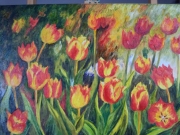 Tulipanowe pole/60*50