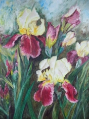Irysy/50*60