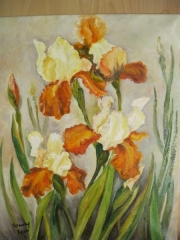 Irysy/50*40