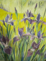 Kosaćce/50*60