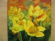 Kaczeńce/20*20