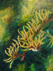 Oczar/18*24