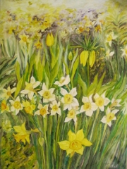 Łąka z narcyzami/50*70
