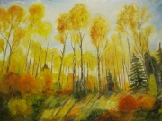 Brzozy w obiektywie/80*60