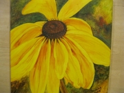 Rudbekia/40*40