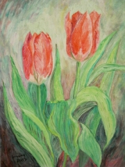 Pierwsze tulipany/30*40