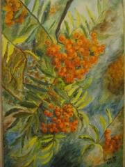 Jarzębina/40*60