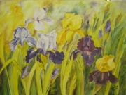 Irysowe pole/60*50