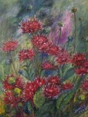 Purpurowe dalie