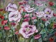 Maki w ogrodzie Moneta/50*40